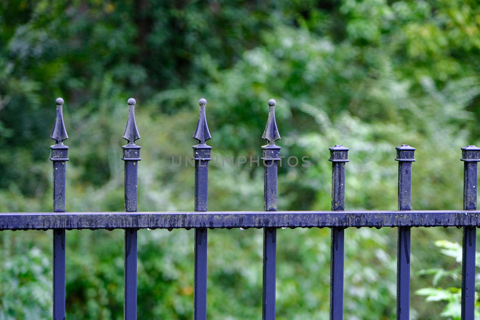 Wet Wrought Iron Fence by dbvirago