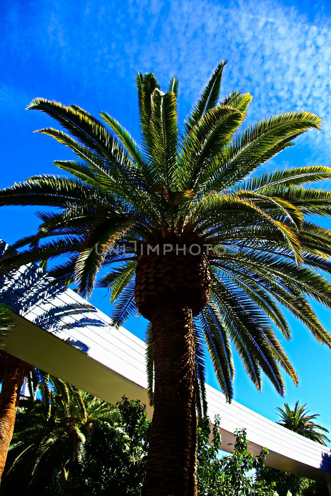 Classic Florida palm tree background of blue sky.Close up photo of a bunch of Coconut palm trees with blue sky background. by USA-TARO