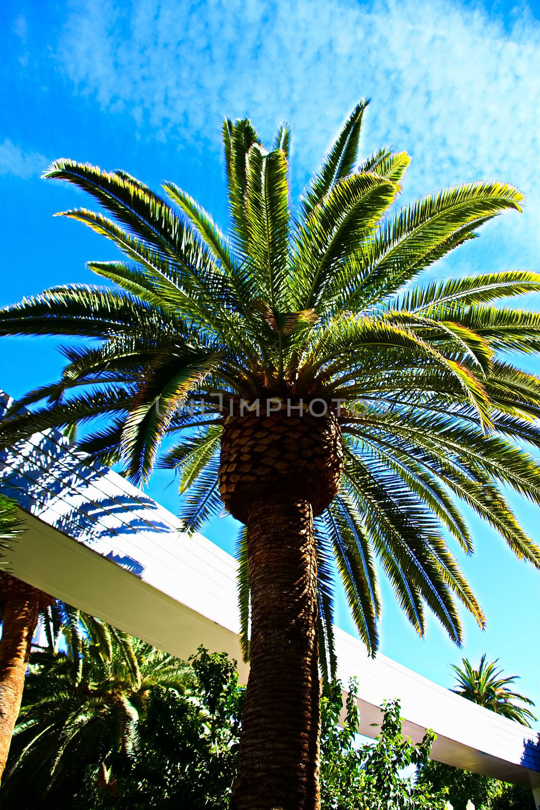 Classic Florida palm tree background of blue sky.Close up photo of a bunch of Coconut palm trees with blue sky background.