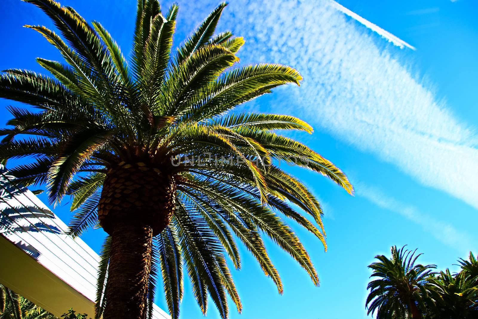 Classic Florida palm tree background of blue sky.Close up photo of a bunch of Coconut palm trees with blue sky background.