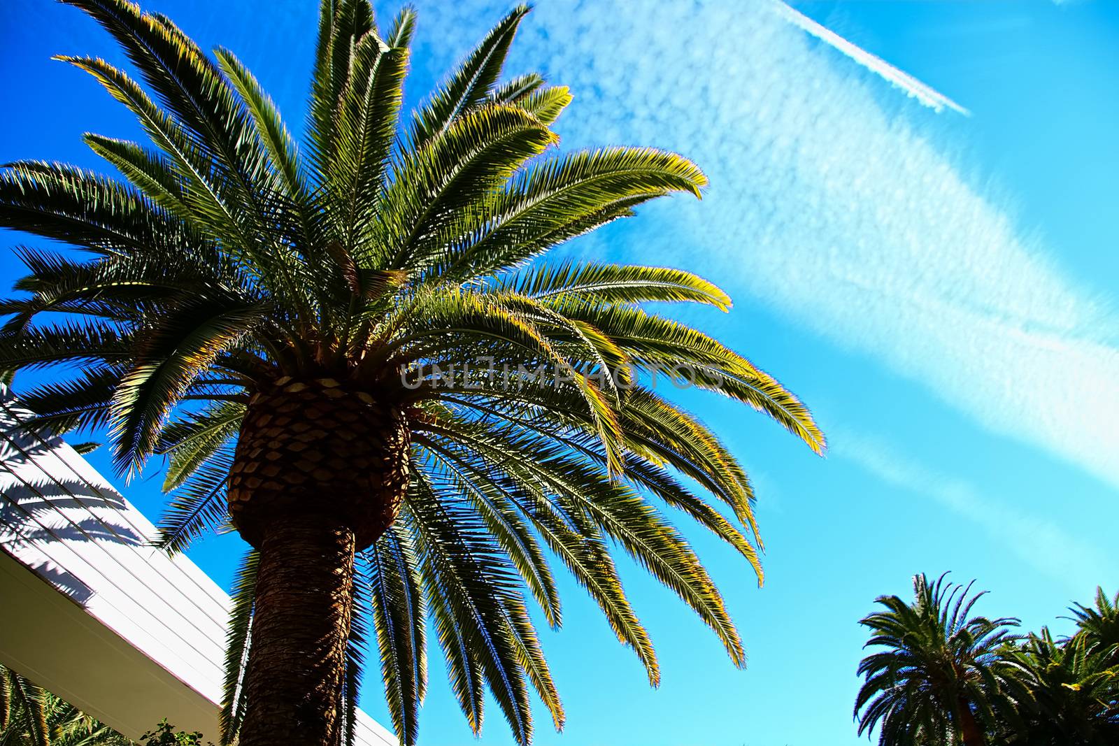 Classic Florida palm tree background of blue sky.Close up photo of a bunch of Coconut palm trees with blue sky background.