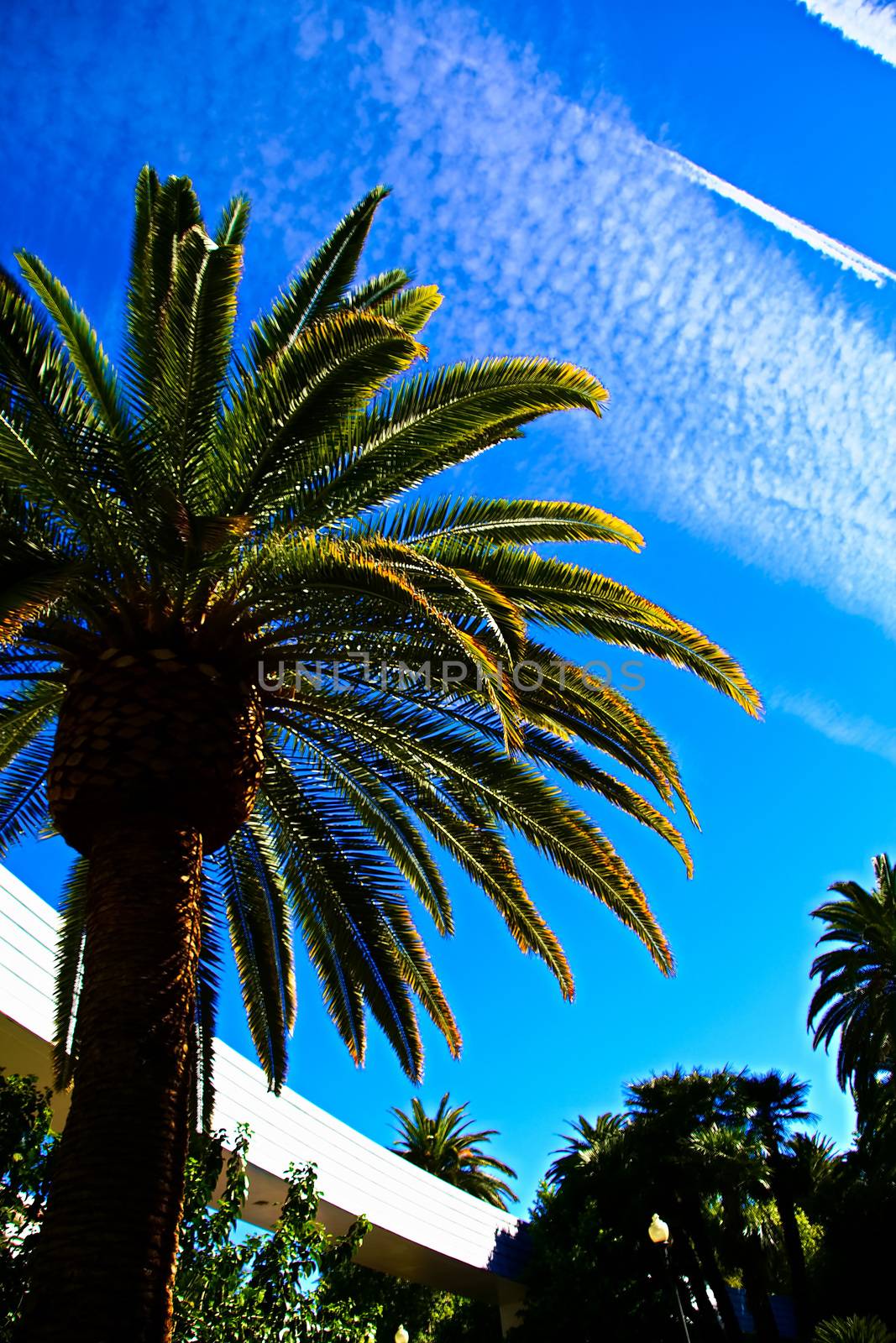 Classic Florida palm tree background of blue sky.Close up photo of a bunch of Coconut palm trees with blue sky background. by USA-TARO