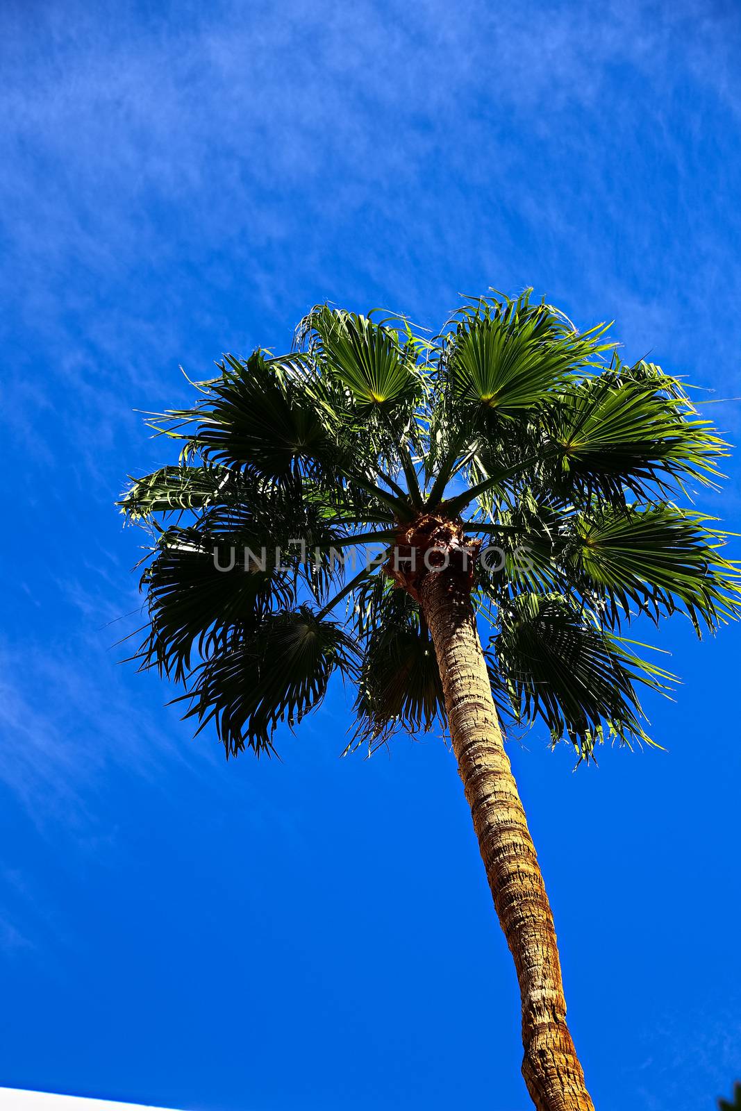 Classic Florida palm tree background of blue sky.Close up photo of a bunch of Coconut palm trees with blue sky background. by USA-TARO