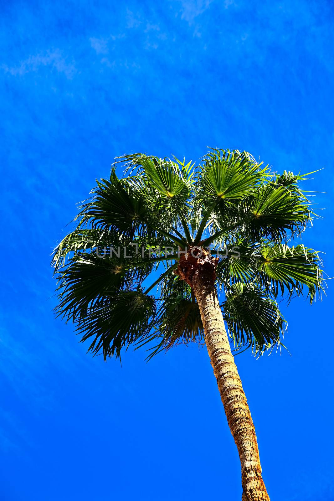 Classic Florida palm tree background of blue sky.Close up photo of a bunch of Coconut palm trees with blue sky background.