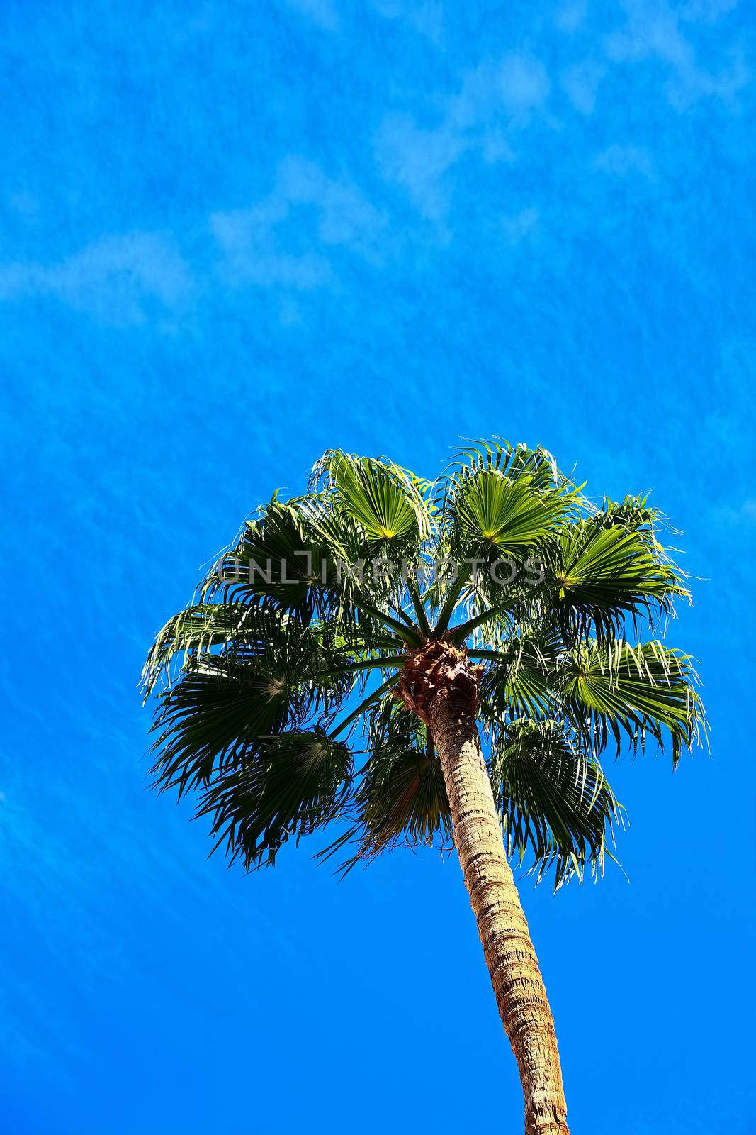 Classic Florida palm tree background of blue sky.Close up photo of a bunch of Coconut palm trees with blue sky background. by USA-TARO