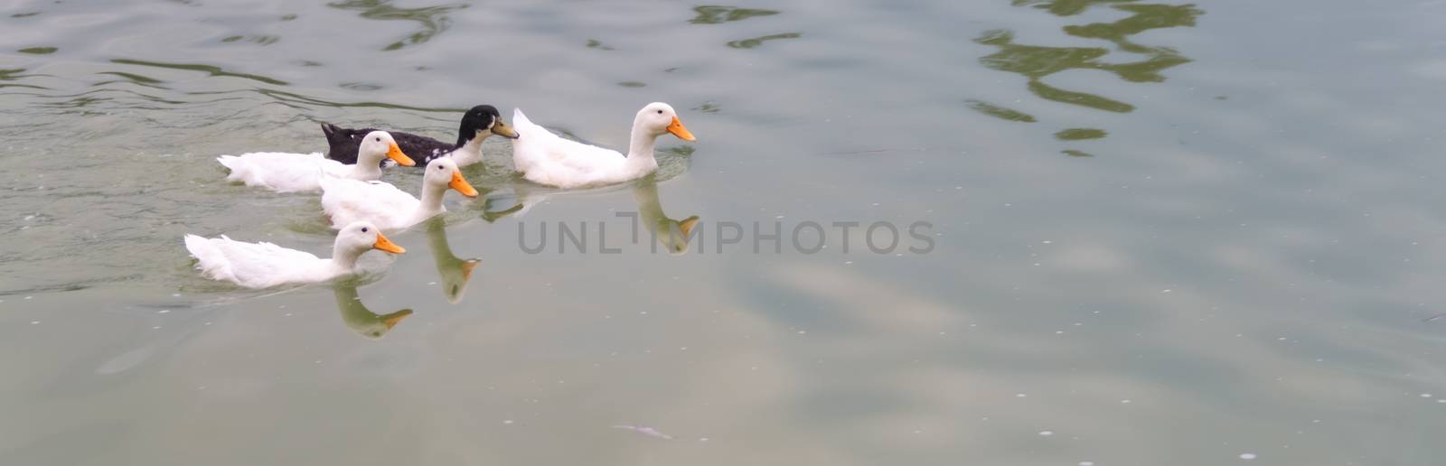 4 white ducks and a black duck swimming in a lake. by leo_de_la_garza