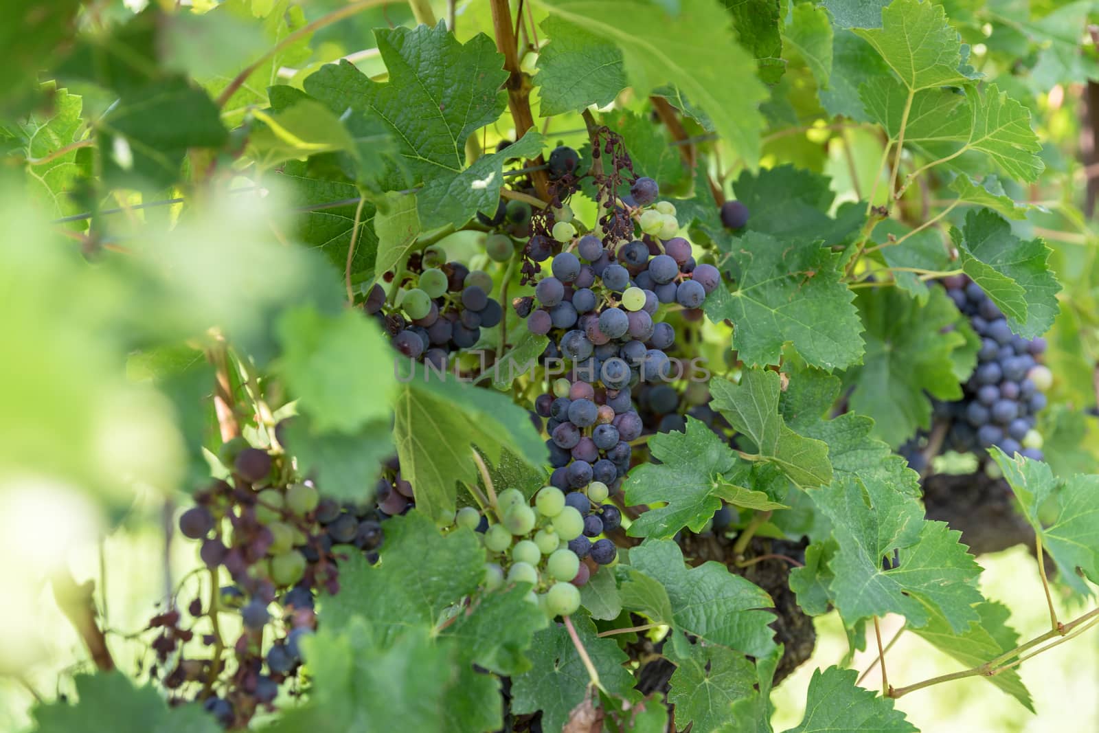 Grape variety. Blue grape and green grape leaf background in Italy. New vintage wine background. Close-up with shallow DOF.