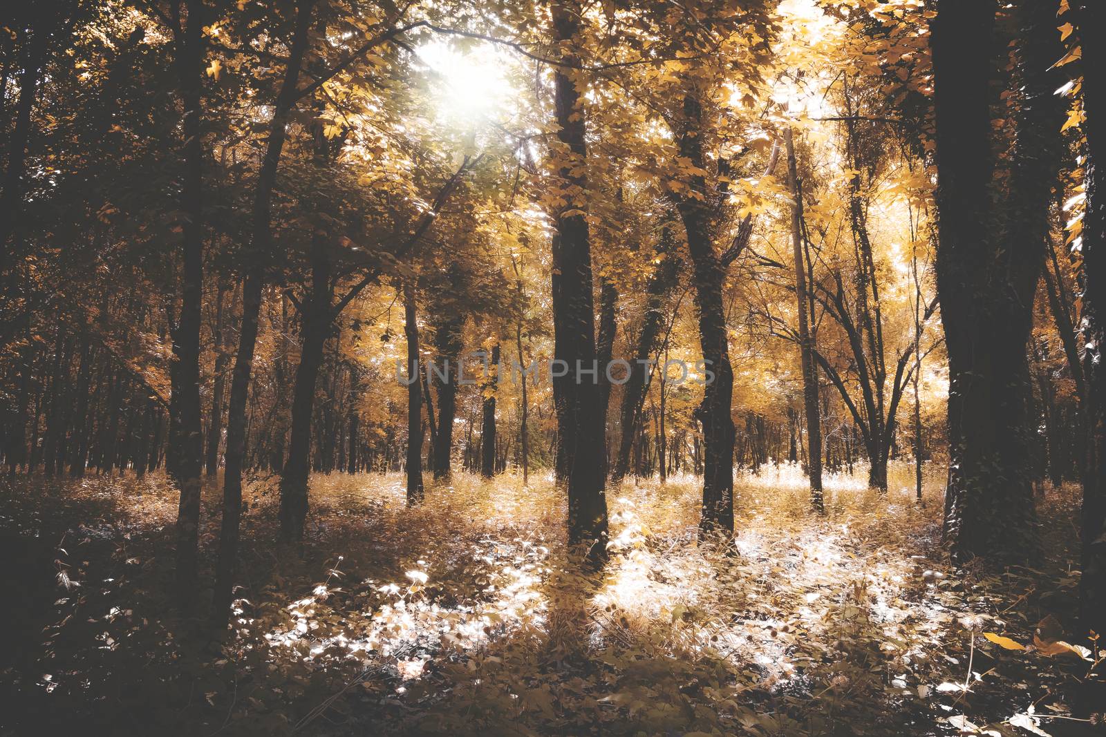 Vintage beauty autumn forest with sunrays in the morning. Retro style photo.