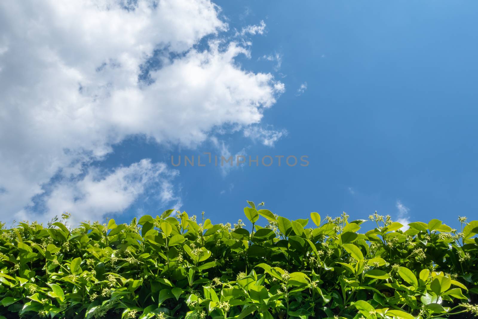 Green hedge in a garden by germanopoli