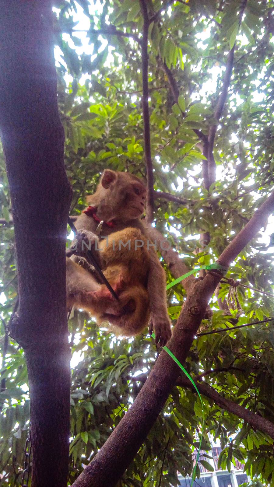 Brouwn Colored Monky on Tree by jahidul2358