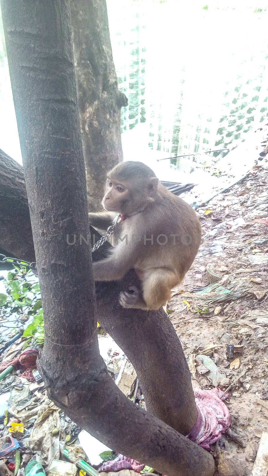 Brouwn Colored Monky on Tree by jahidul2358