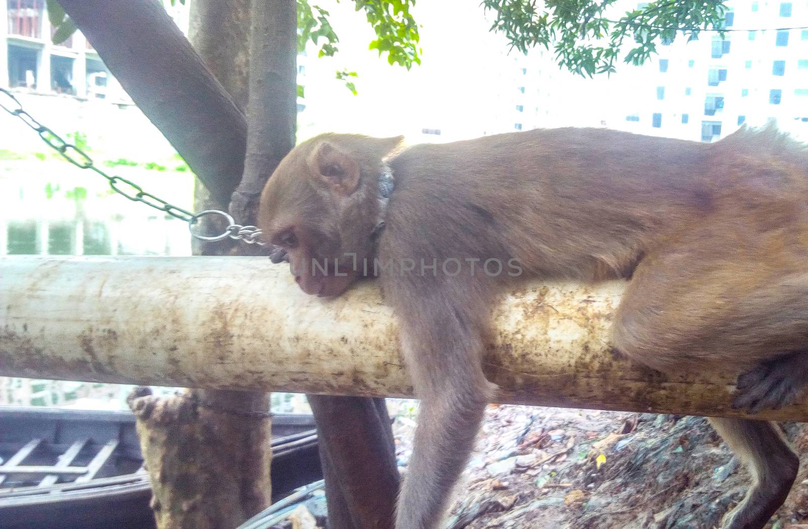 Brouwn Colored Monky on Tree by jahidul2358