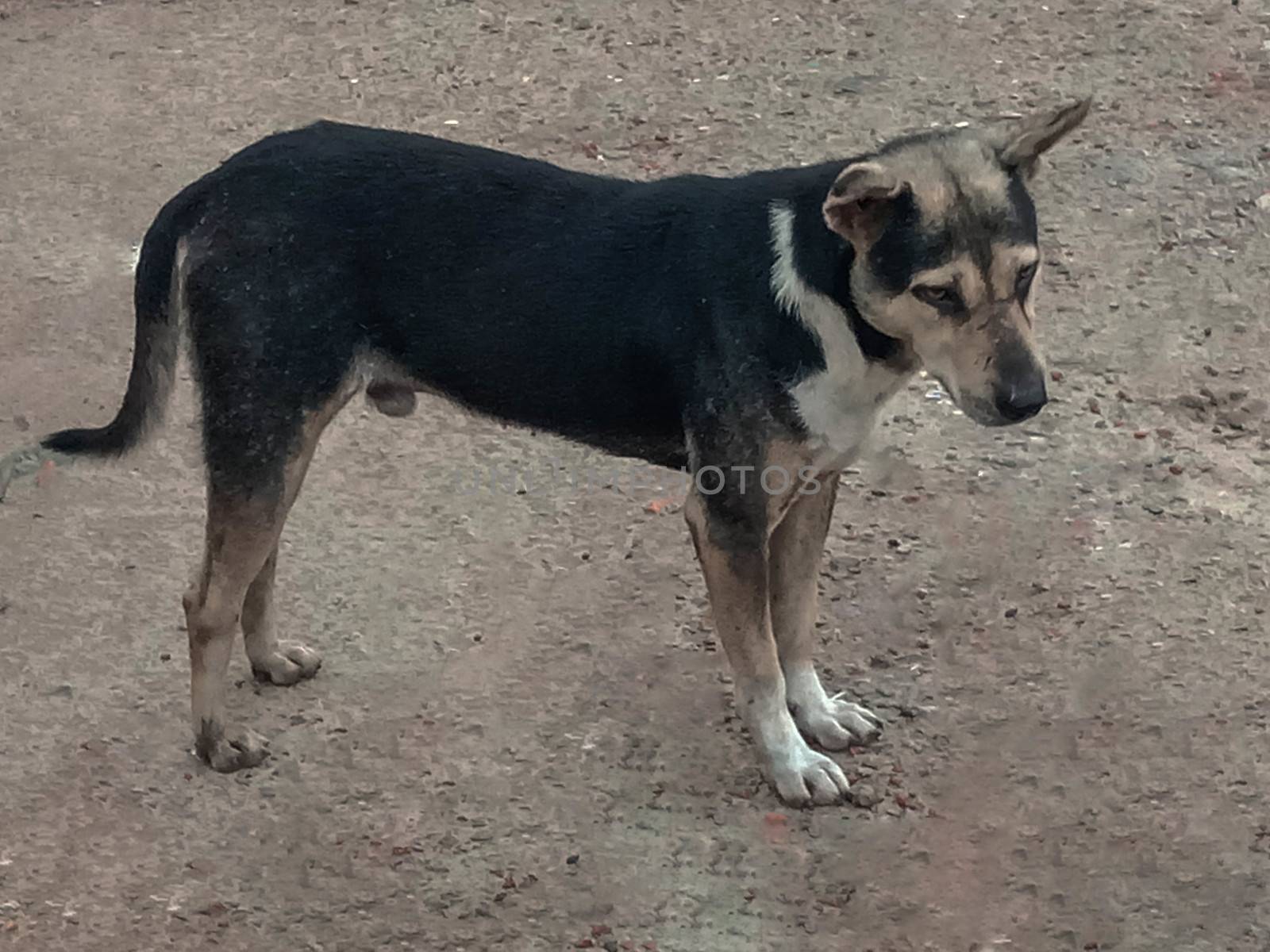 Black Colored Dog on Road by jahidul2358