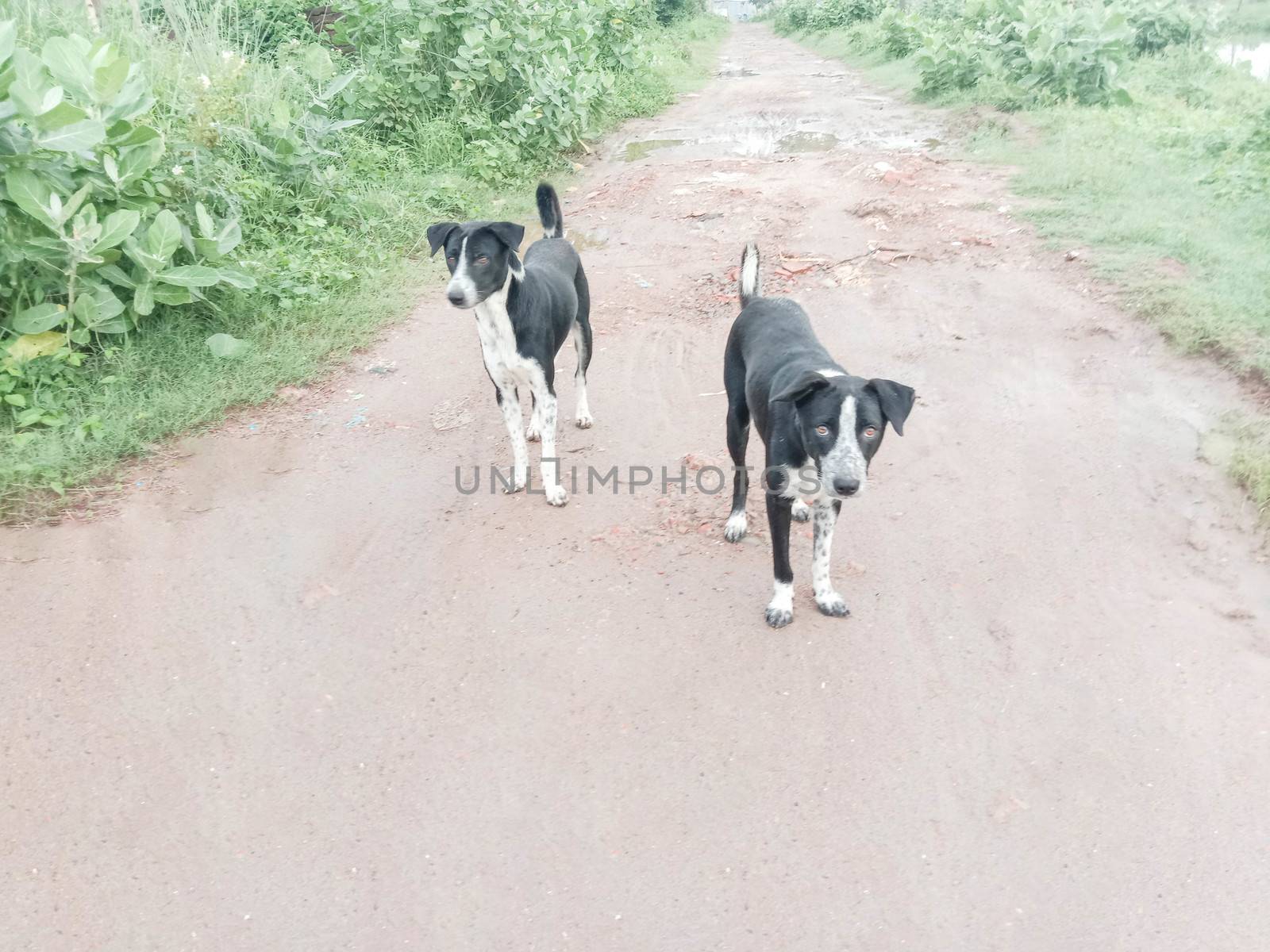 Black Colored Dog on Road