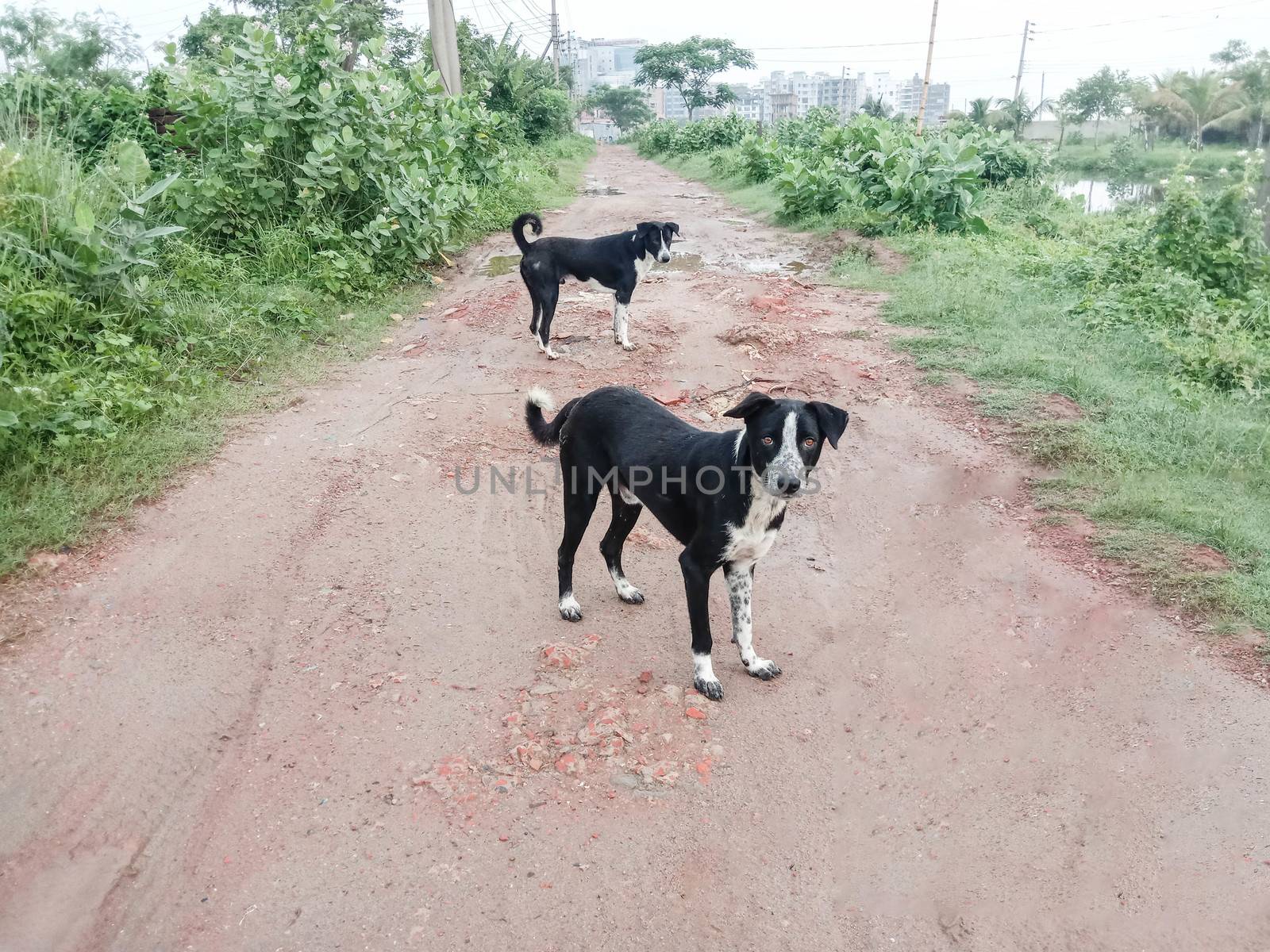 Black Colored Dog on Road