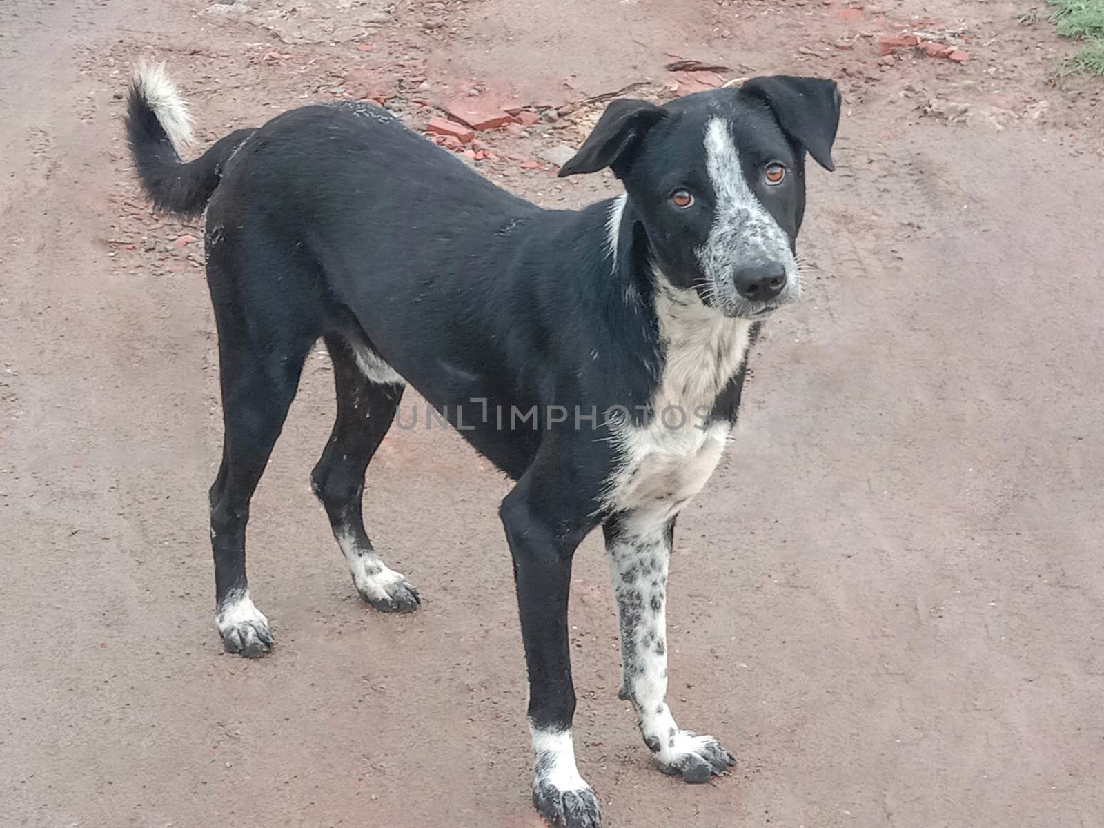 Black Colored Dog on Road by jahidul2358