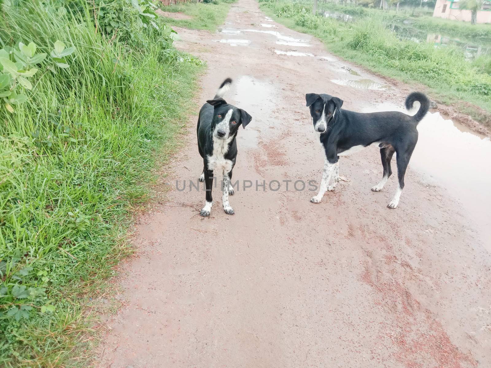 Black Colored Dog on Road