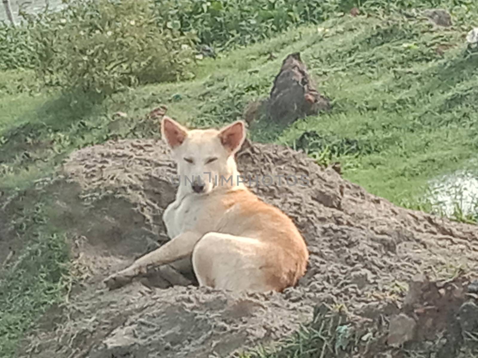 Brouwn Colored Dog on Sand by jahidul2358