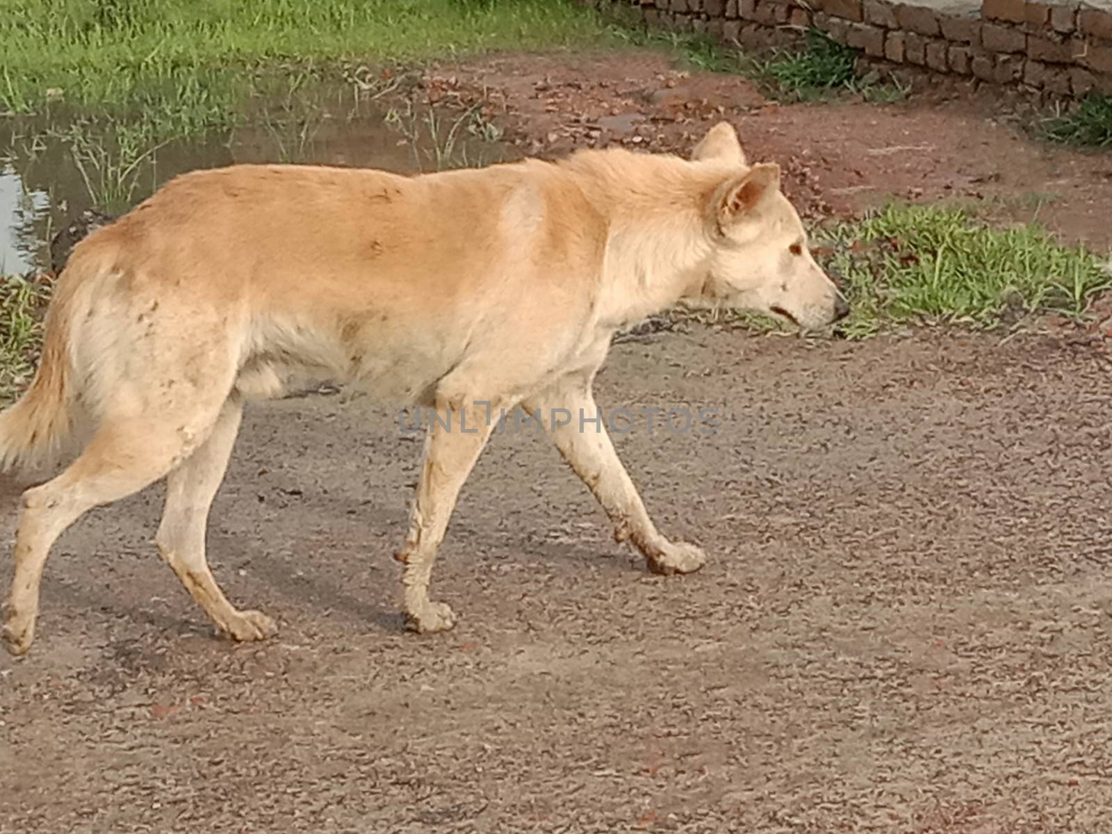 Brouwn Colored Dog on Sand by jahidul2358