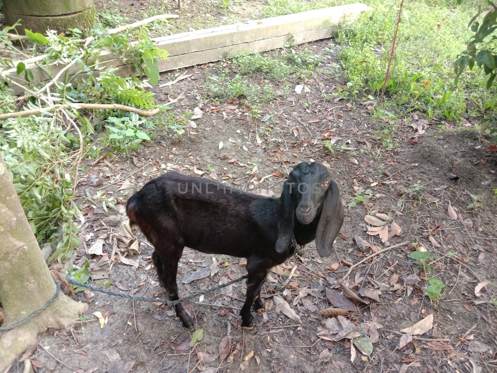 Black Colored Goat Closeup on Firm by jahidul2358