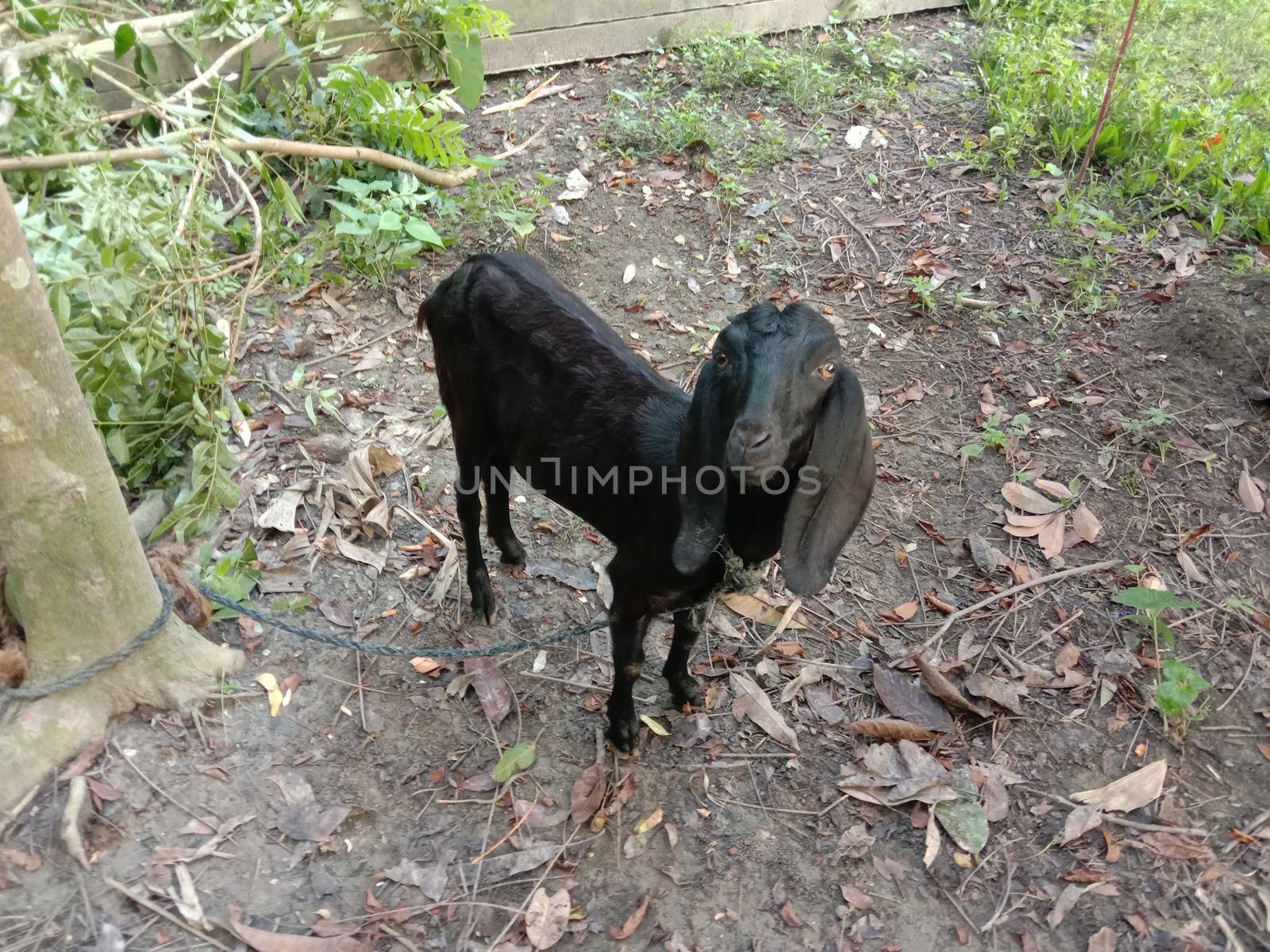 Black Colored Goat Closeup on Firm