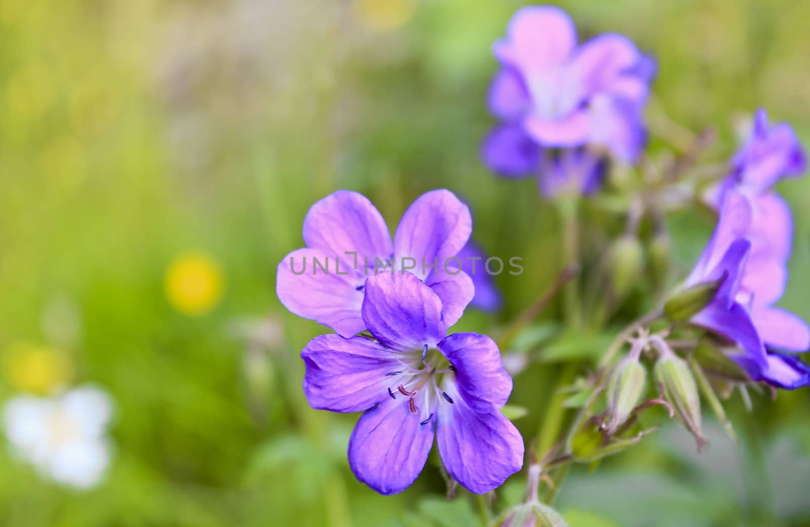 Beautiful meadow flower, purple geranium. Summer landscape in Hemsedal, Norway. by Arkadij