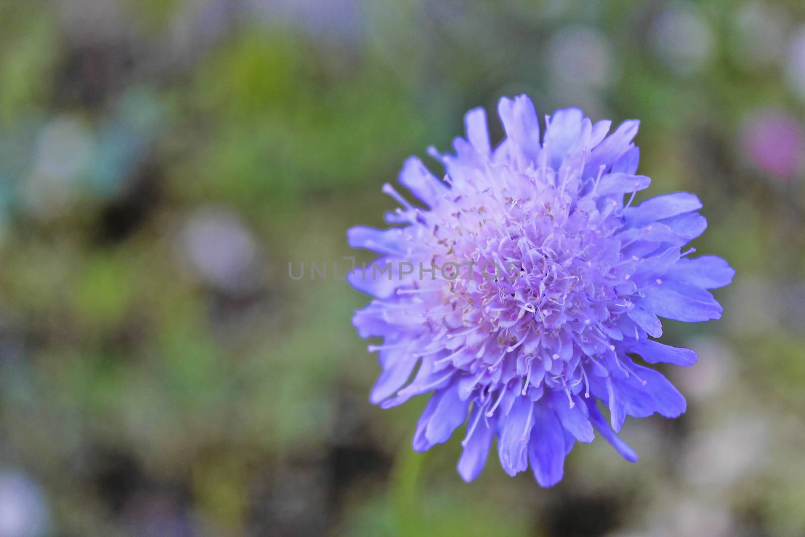 Blue and violet flowers on the flower meadow in summer in Buskerud, Hemsedal, Norway.