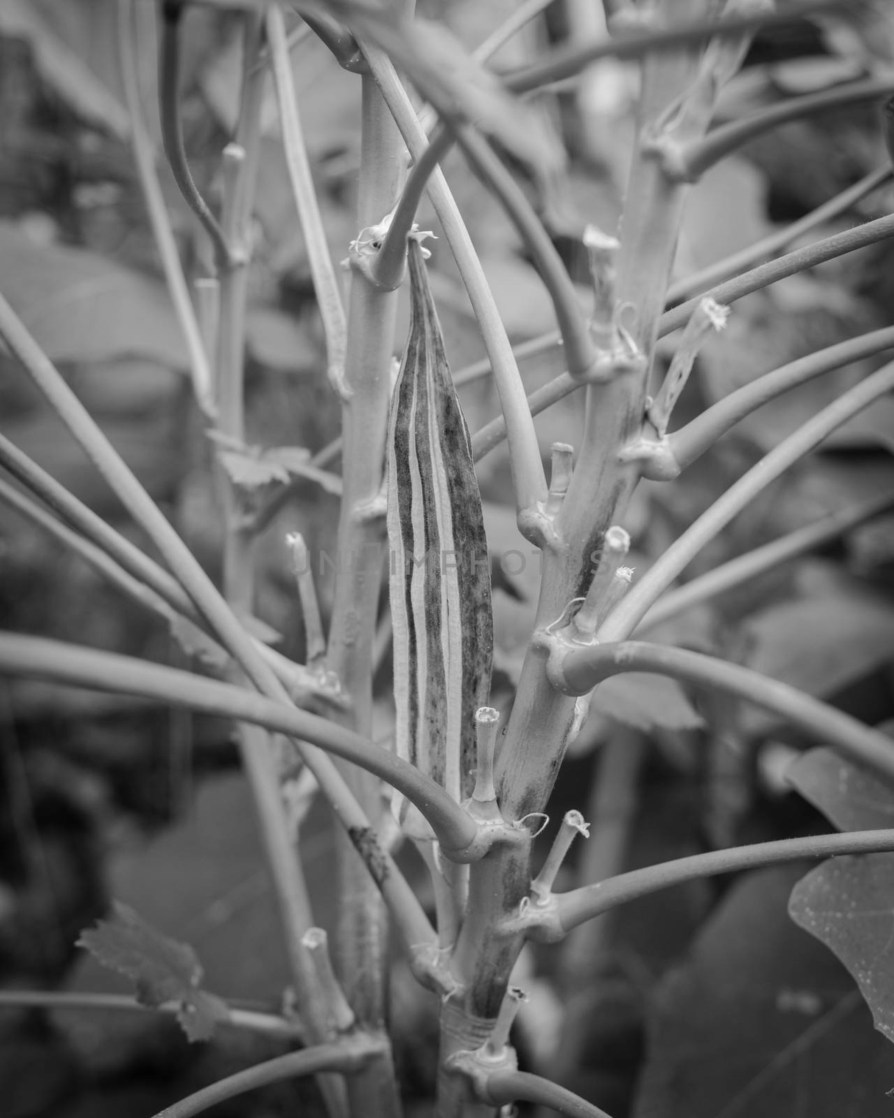 Filtered image organic okra pod mature and dry on the plant for saving seeds at backyard garden near Dallas, Texas, USA by trongnguyen