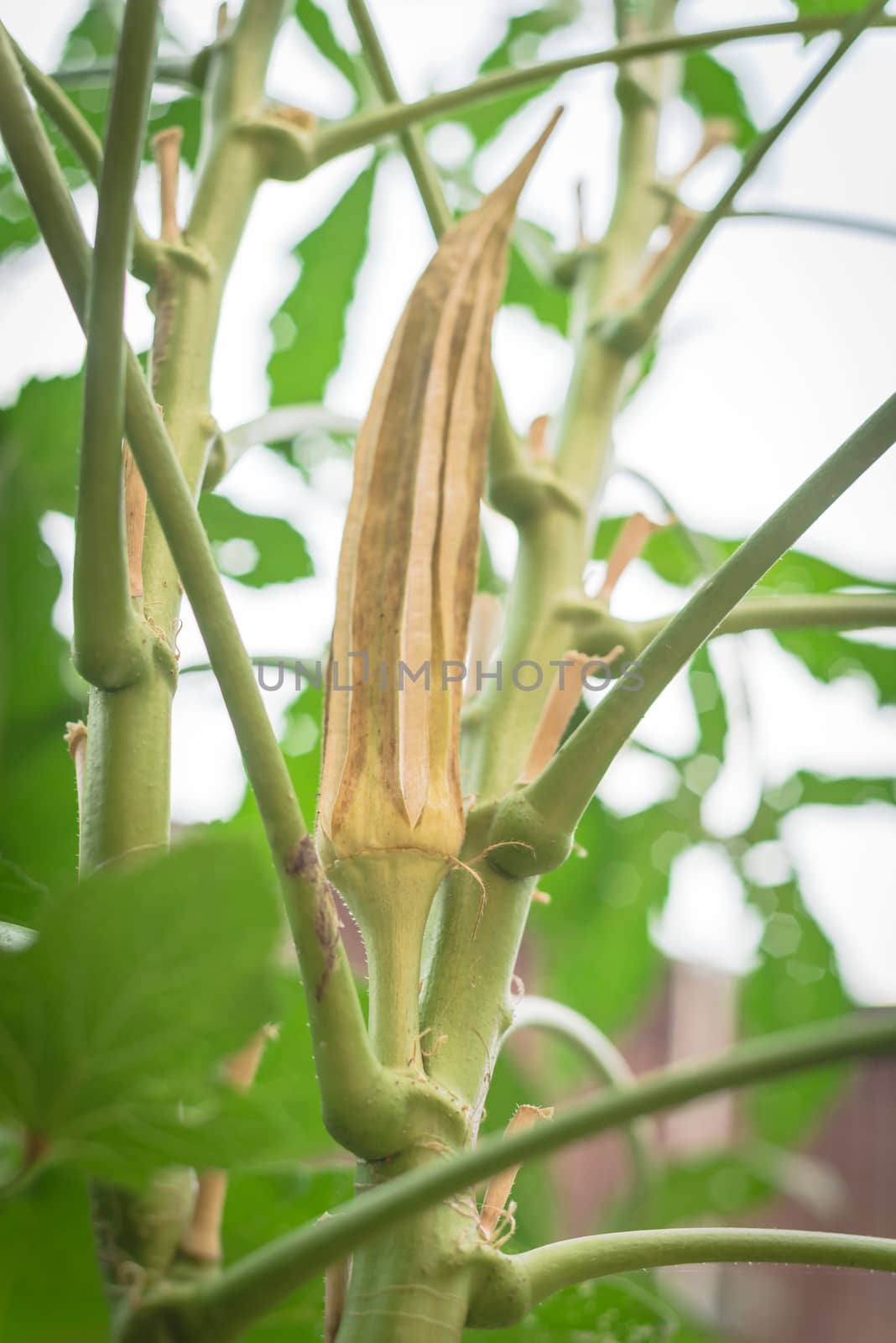 Upward view an organic okra pod mature and dry on the plant for saving seeds at backyard garden near Dallas, Texas, USA by trongnguyen