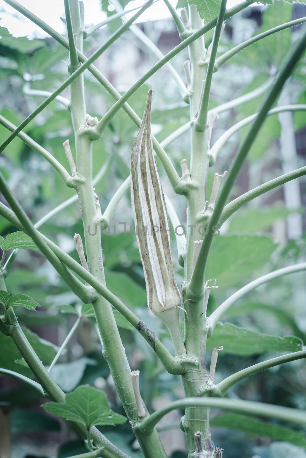 Close-up okra pod mature and dry on the plant for saving okra seeds. Traditional way to collect lady fingers seeds and dry out harvesting, storing at organic backyard garden near Dallas, Texas, USA