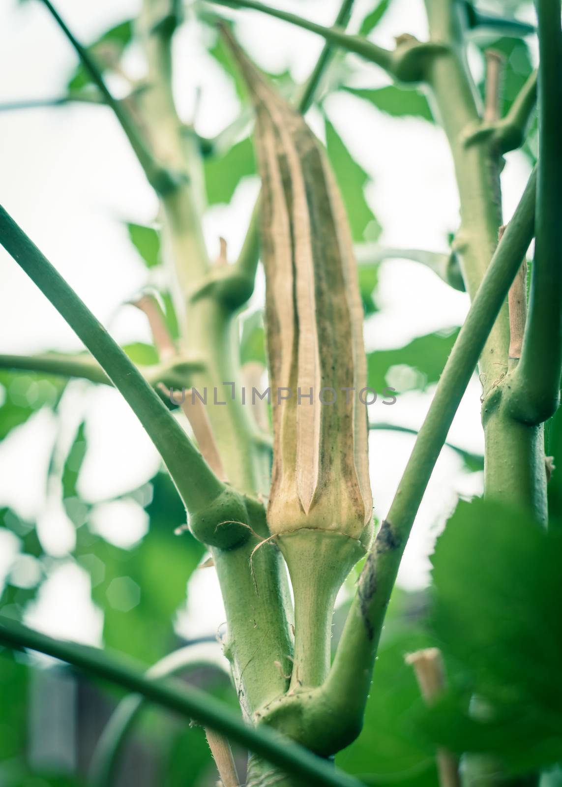 Lookup view of a dry okra pod on plant for saving okra seeds. Traditional way to collect lady fingers seeds and dry out harvesting, storing at organic backyard garden near Dallas, Texas, USA
