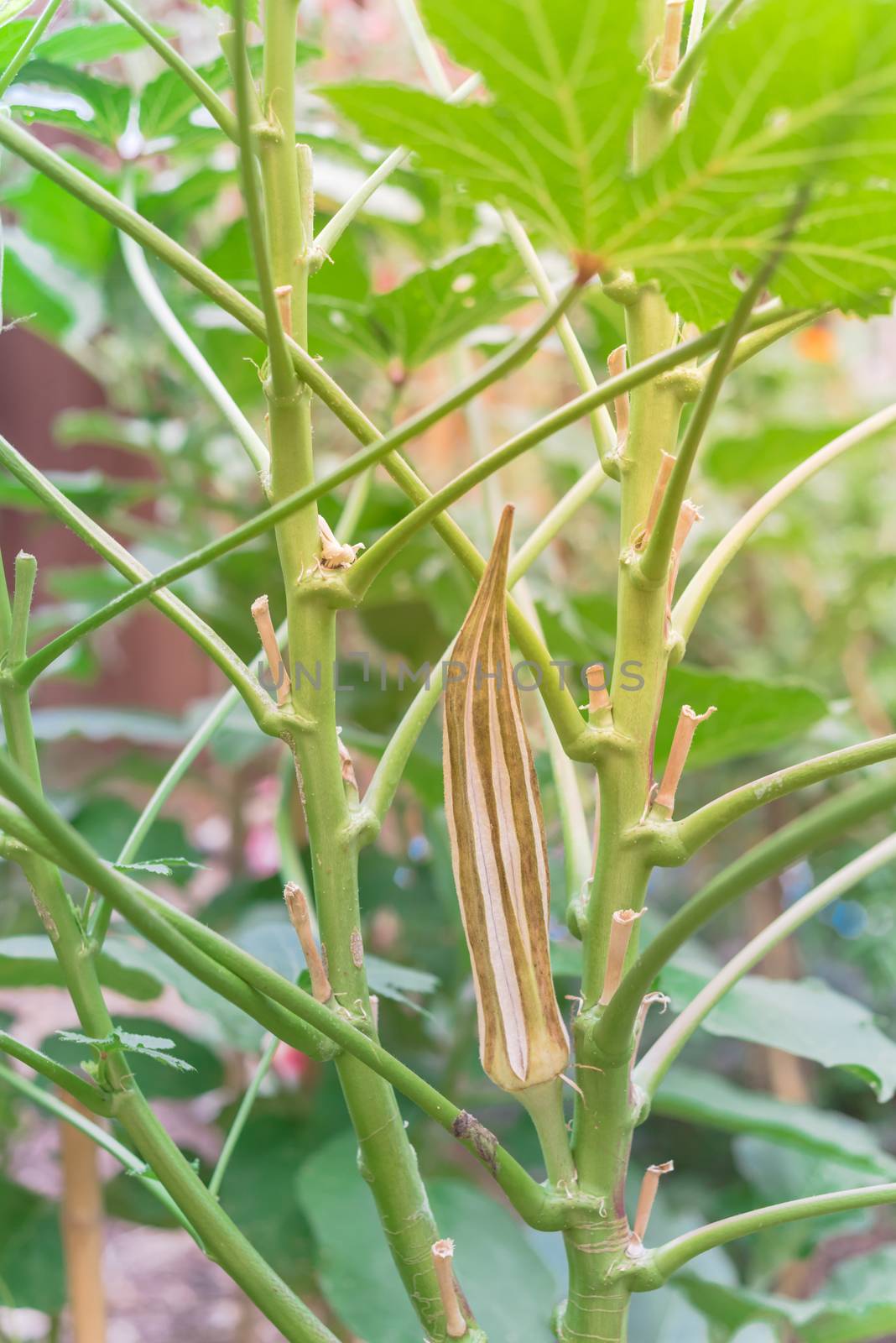 Organic okra pod mature and dry on the plant for saving seeds at backyard garden near Dallas, Texas, USA by trongnguyen