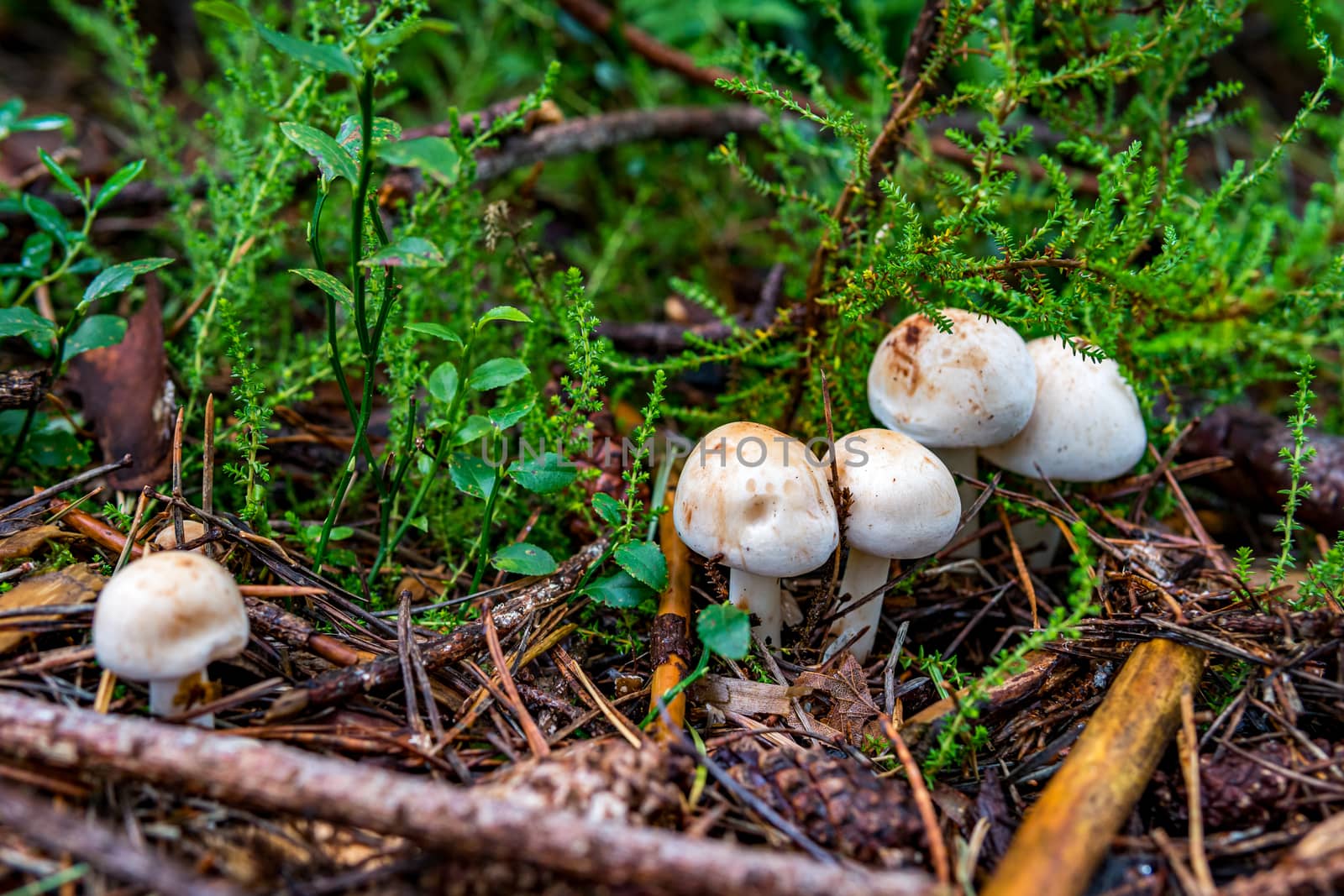 Nature reserve Wilhelmsdorf Pfrunger Ried in Upper Swabia by mindscapephotos