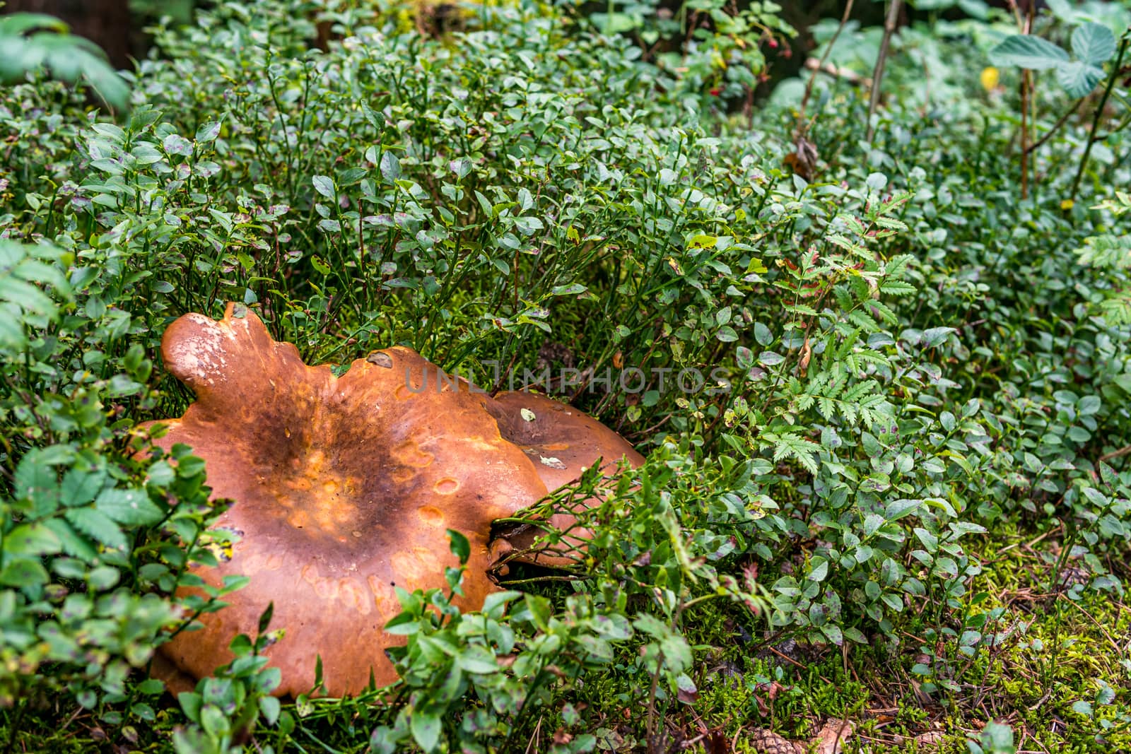 Nature reserve Wilhelmsdorf Pfrunger Ried in Upper Swabia by mindscapephotos