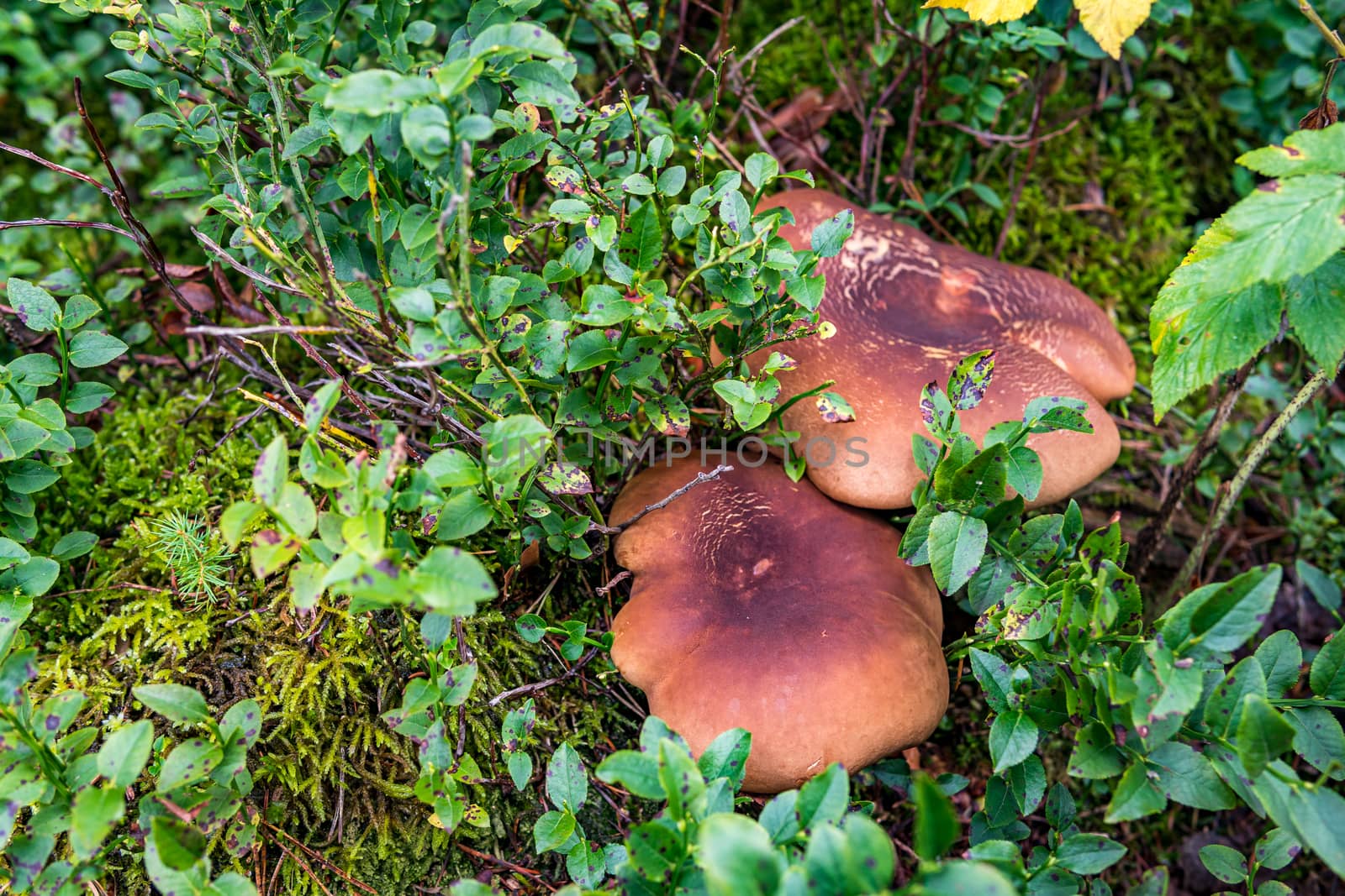 Nature reserve Wilhelmsdorf Pfrunger Ried in Upper Swabia by mindscapephotos