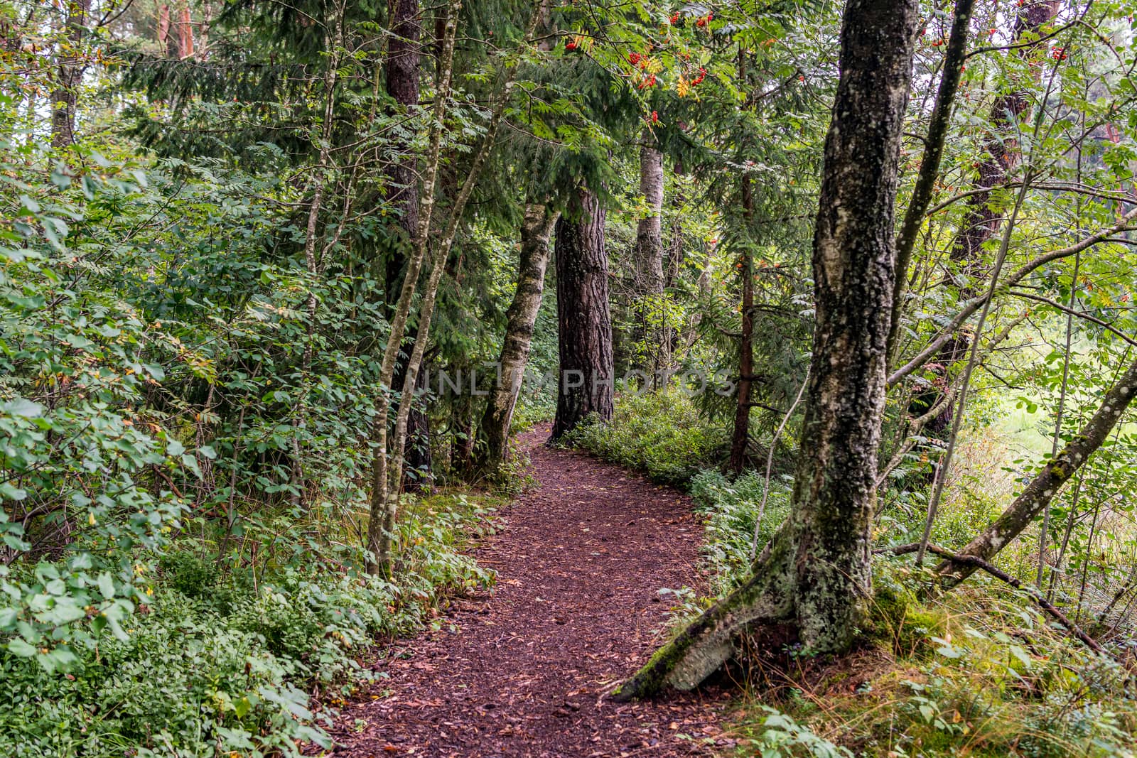 The beautiful nature reserve Wilhelmsdorf Pfrunger Ried in Upper Swabia near Ravensburg and Lake Constance