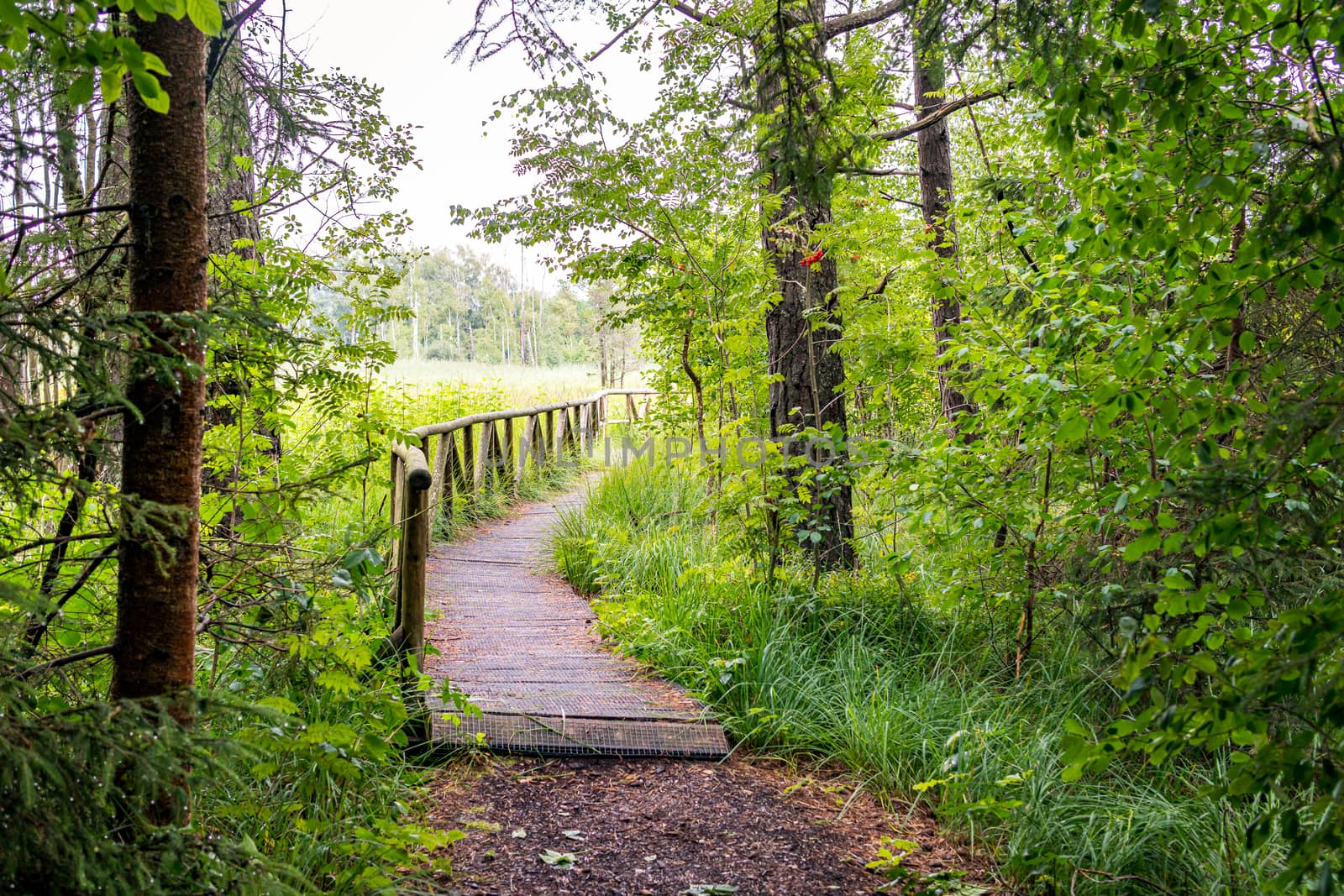 Nature reserve Wilhelmsdorf Pfrunger Ried in Upper Swabia by mindscapephotos