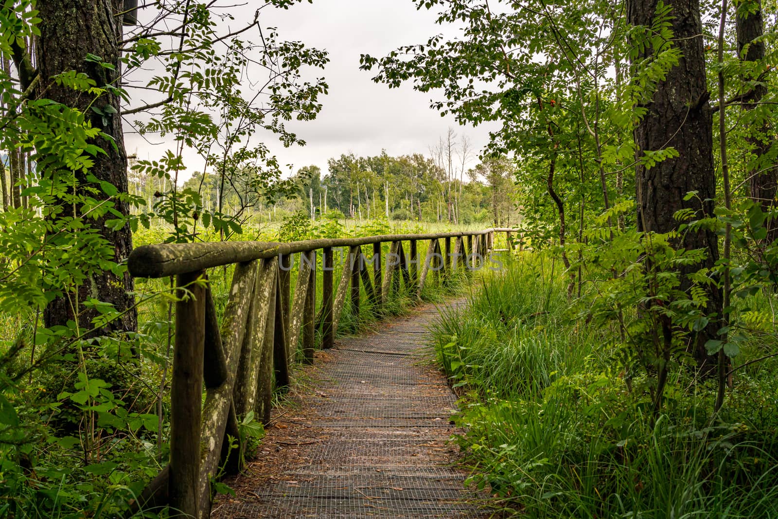 The beautiful nature reserve Wilhelmsdorf Pfrunger Ried in Upper Swabia near Ravensburg and Lake Constance