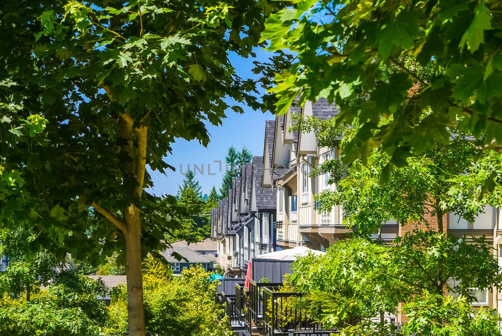 Perspective look at row of new townhouses surrounded by tree's leaves