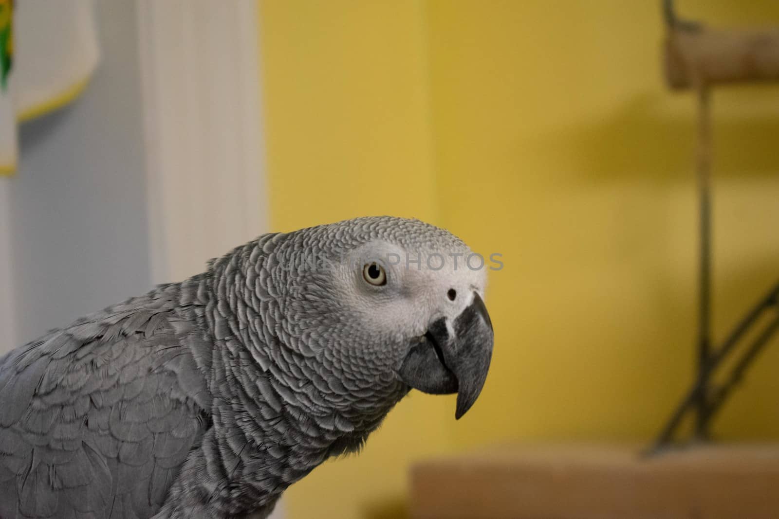 An African Gray Parrot With a Black Beak Looking at the Camera With a Yellow Wall Behind Her