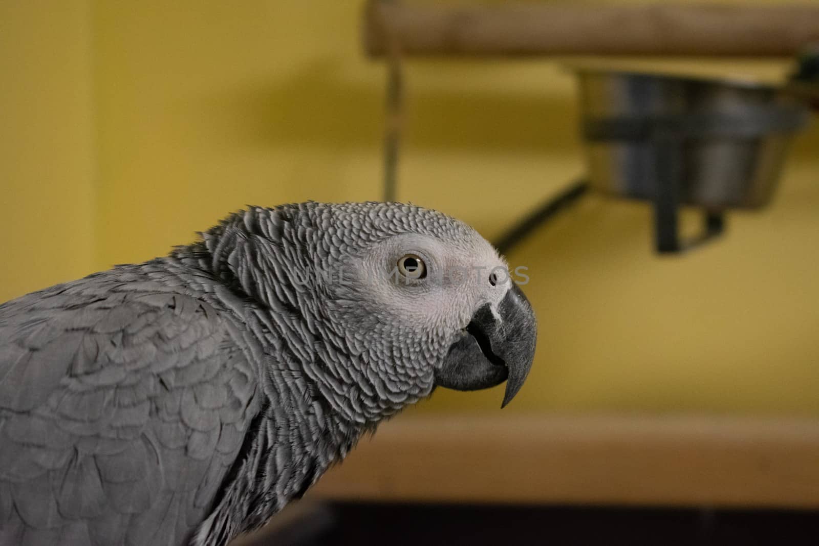An African Gray Parrot Looking at the Camera With a Yellow Wall  by bju12290