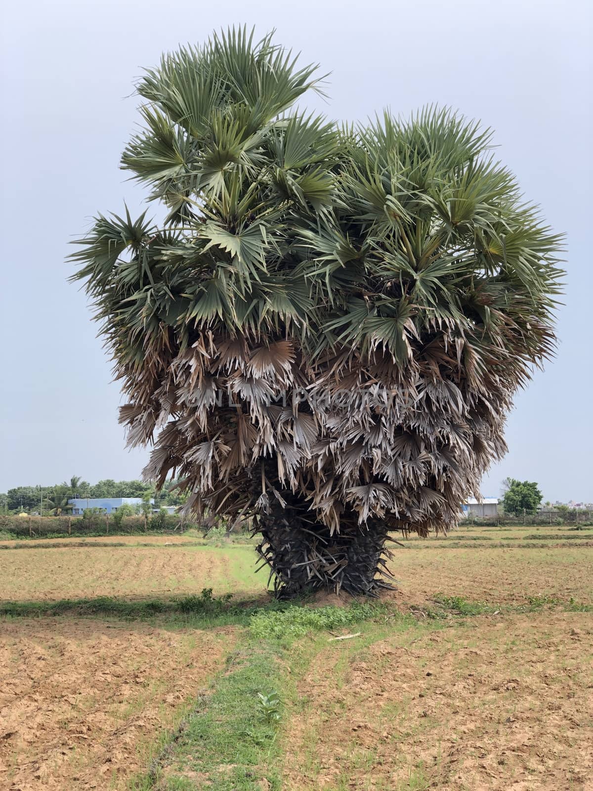 Beautiful view of isolated palmyra palm tree grown in the agriculture field in village
