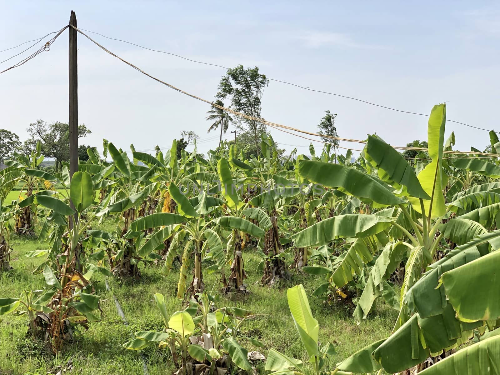 Beautiful view of banana crop cultivated in the farming lands in village side