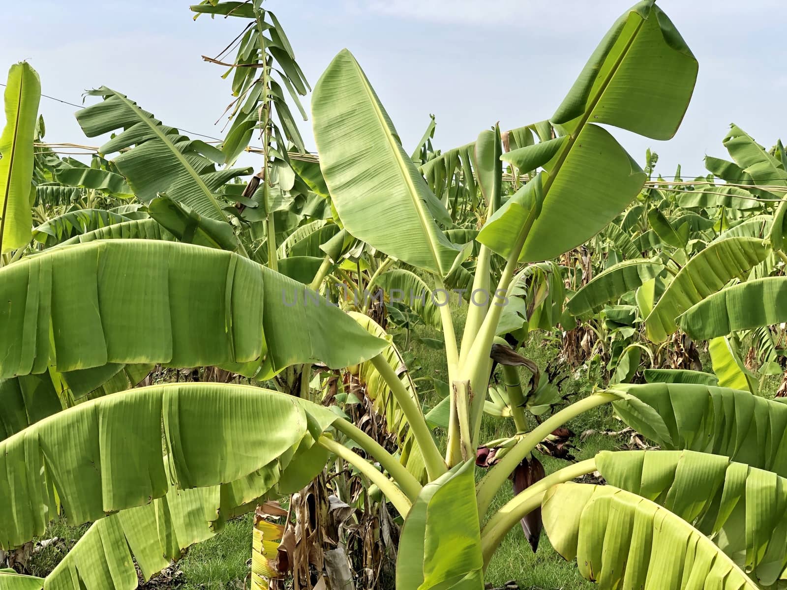 Beautiful view of banana crop cultivated in the farming lands in village side