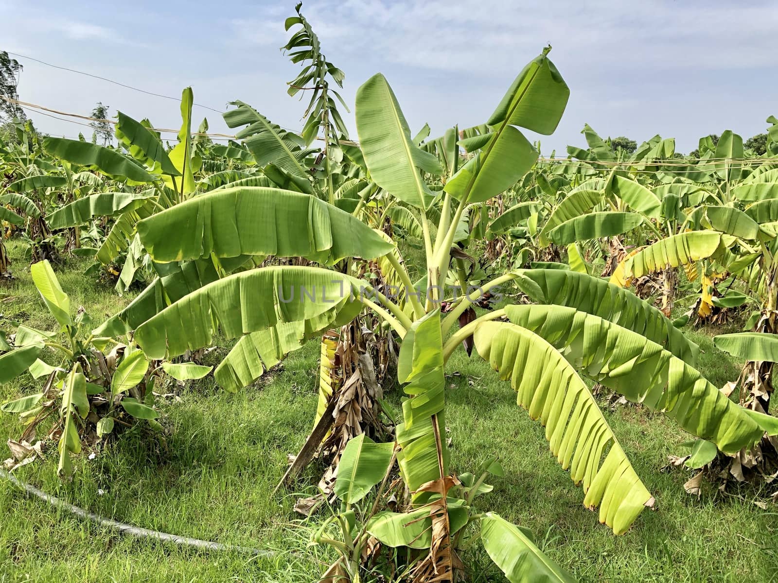 Beautiful view of banana crop cultivated in the farming lands in village side
