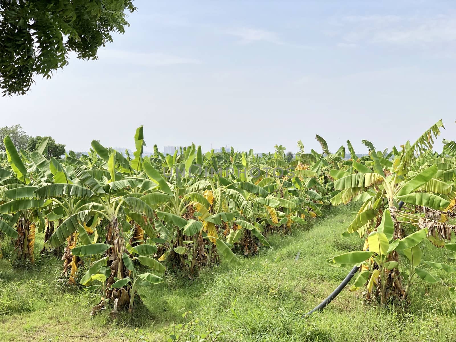 Beautiful view of banana crop cultivated in the farming lands in village side