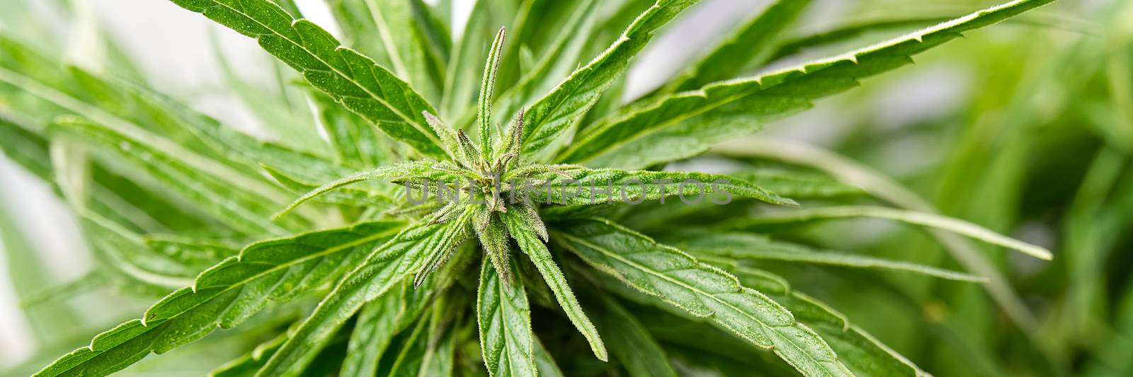 Fresh marijuana plant close-up. Cannabis green ripe Plant. by PhotoTime