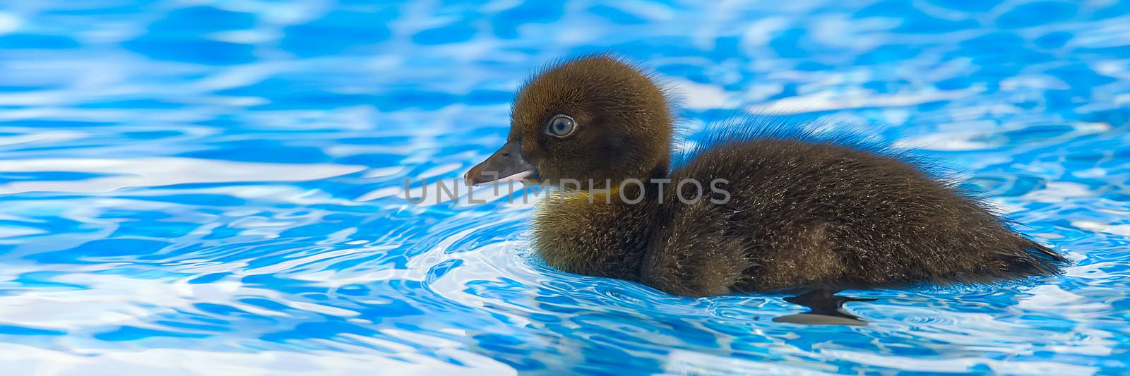 Brown small cute duckling in swimming pool. Black Duckling swimming in crystal clear blue water sunny summer day