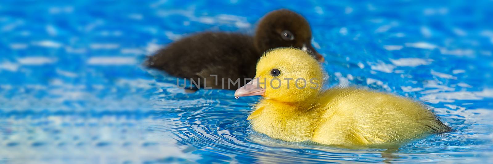 Yellow small cute duckling in swimming pool. Duckling swimming in crystal clear blue water sunny summer day. by PhotoTime