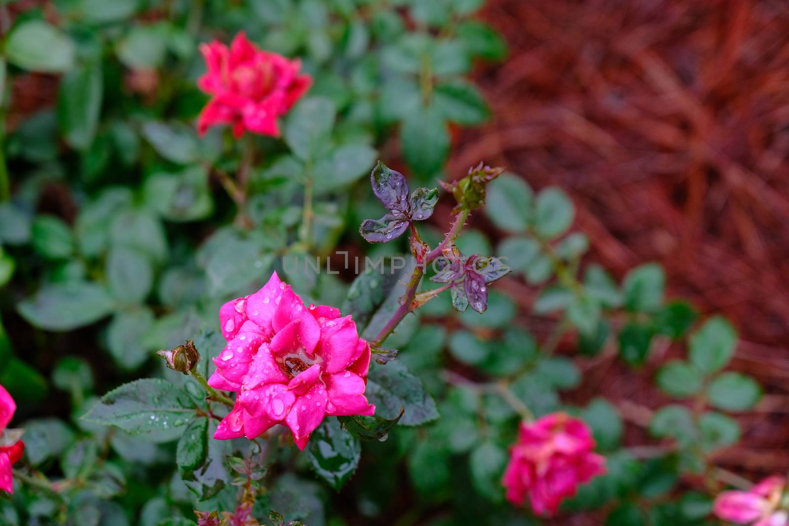Red and Pink Roses in Rain in a Landscaped Garden